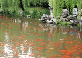 red-carp-pond